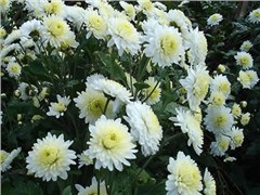 中國(guó)四大名菊